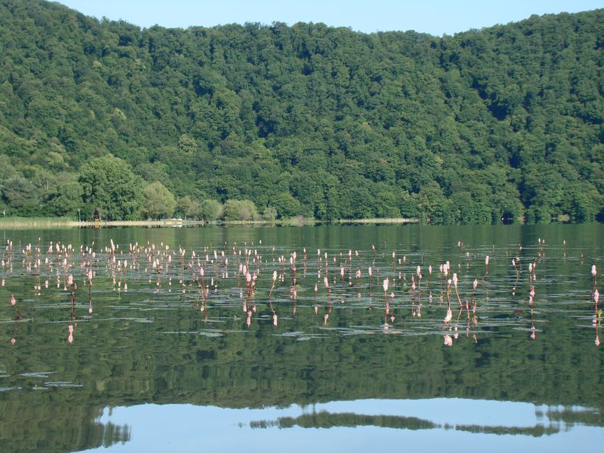 A large body of calm water reflecting a lush green forested hillside under a clear sky. The water's surface shows numerous pink flamingos standing and wading, creating a scattered pattern across the lake. In the background, dense trees line the distant shoreline, and the overall scene captures a serene natural environment, possibly part of a wildlife reserve or park area near Biggin Hill. This tranquil lakeside scene highlights the natural habitat where birdwatchers or visitors might observe flamingos in their environment, with no presence of furniture, vehicles, or moving equipment visible, focusing instead on the reflections and the flora and fauna present.