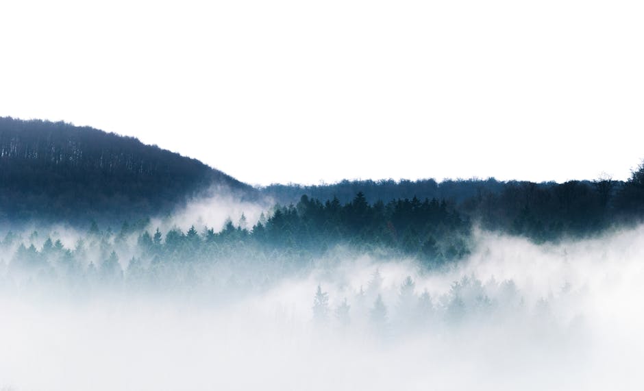 A foggy mountain landscape showing a dense forest of dark green coniferous trees with mist rolling through the treetops, partially obscuring the lower sections of the trees. In the background, a mountain ridge covered with similar forest extends into the distance under a bright, overcast sky. The scene appears tranquil and natural, highlighting the beauty of the wilderness. Although this image does not depict elements of house removals or moving logistics, it evokes the calm and organized environment associated with professional relocation services such as those provided by Man with Van Biggin Hill, including packing, furniture transport, and home relocation processes.